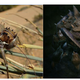 Illustration for article titled Zerg Rushes, Suicide Attacks and Splash Damage: How Real Insect Warfare is Similar to emStarCraft/em